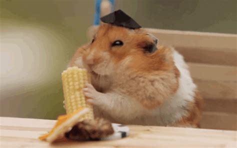 hamster gif